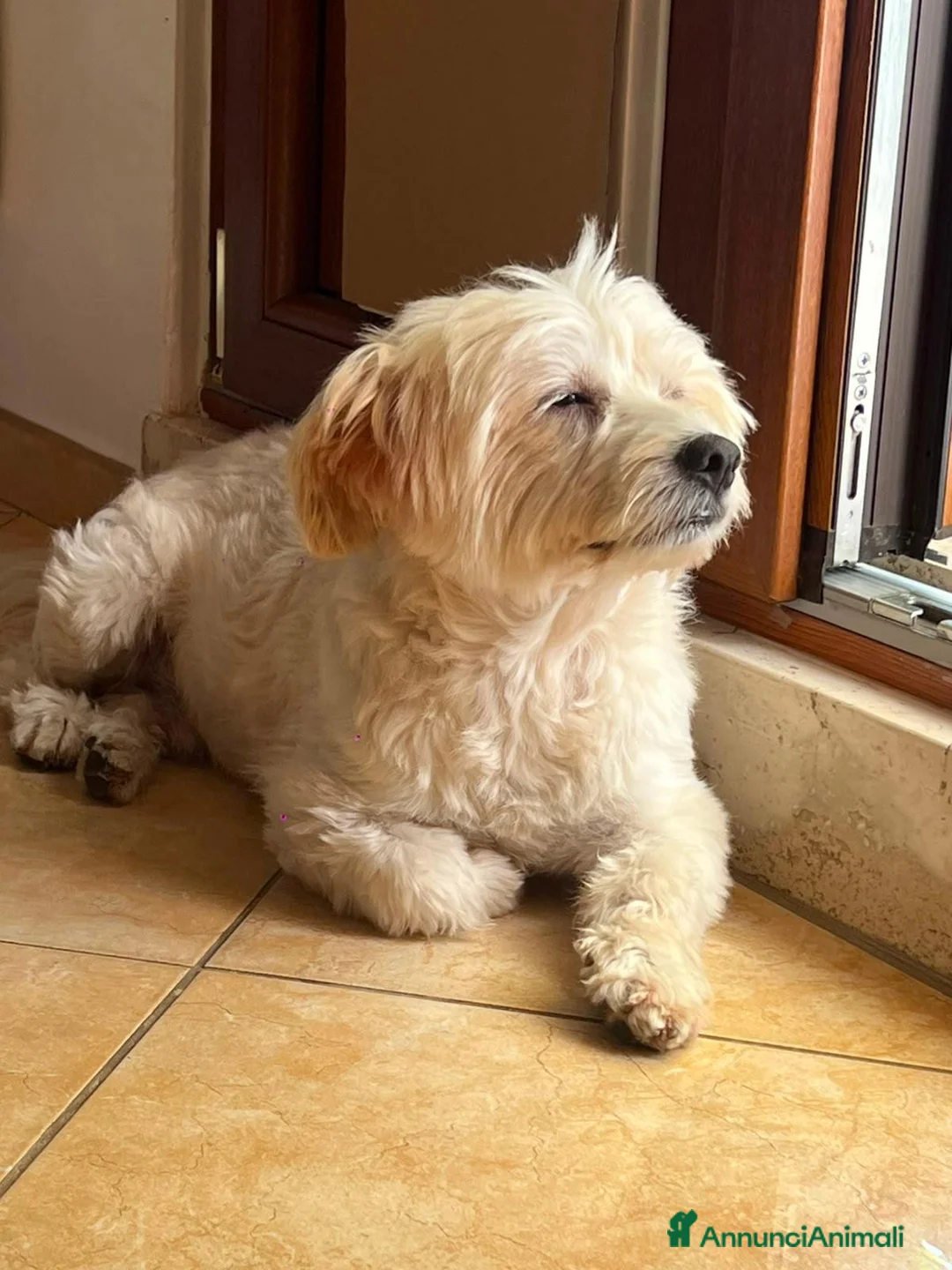 Maltese cani in regalo: Maltese - Annuncio 1