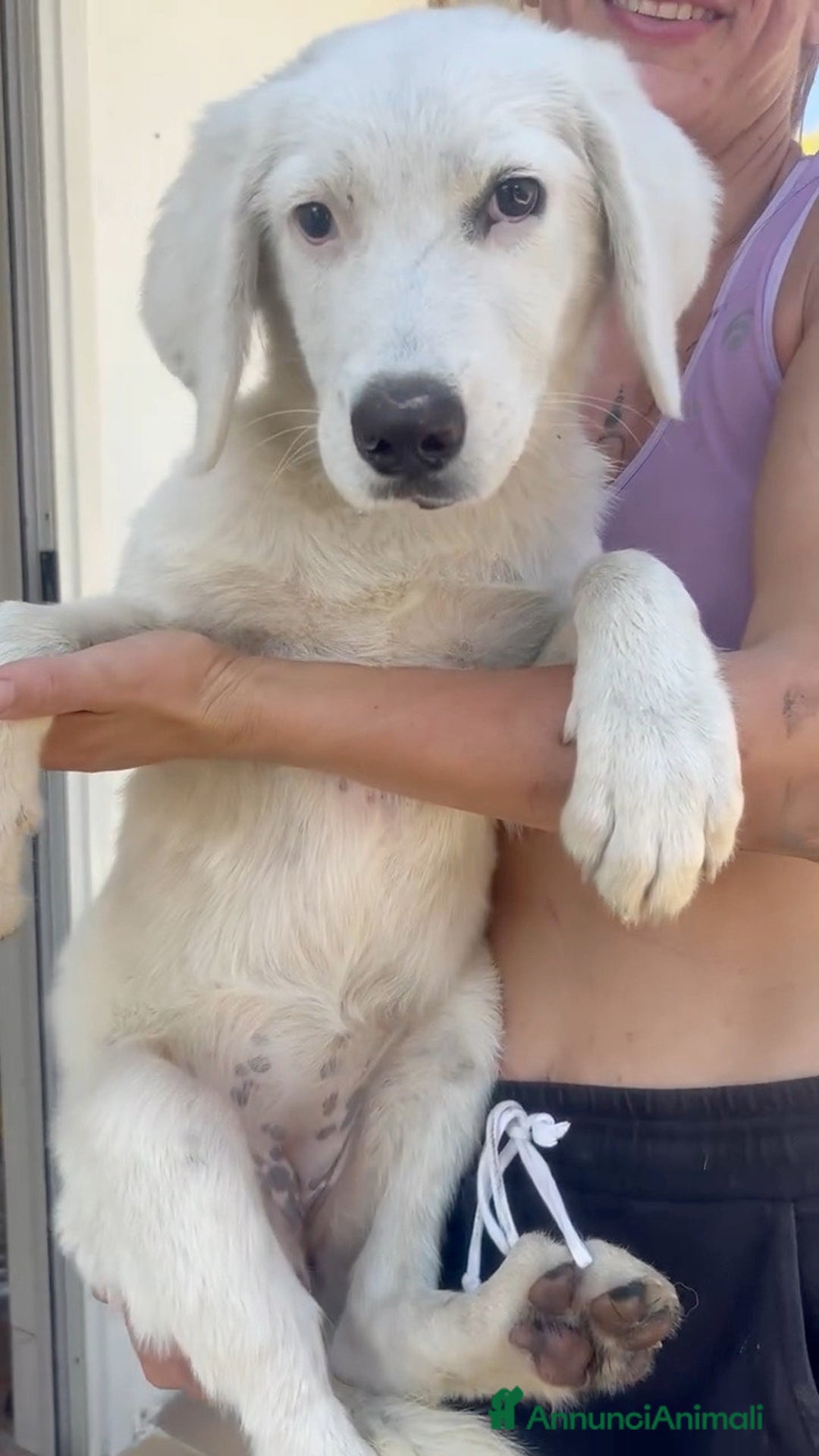 Altre razze cani in regalo: Toby splendido mix golden cerca casa - Annuncio 10