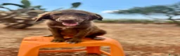 Meticcio cani in regalo: JUNE E MAGDA - Annuncio 2