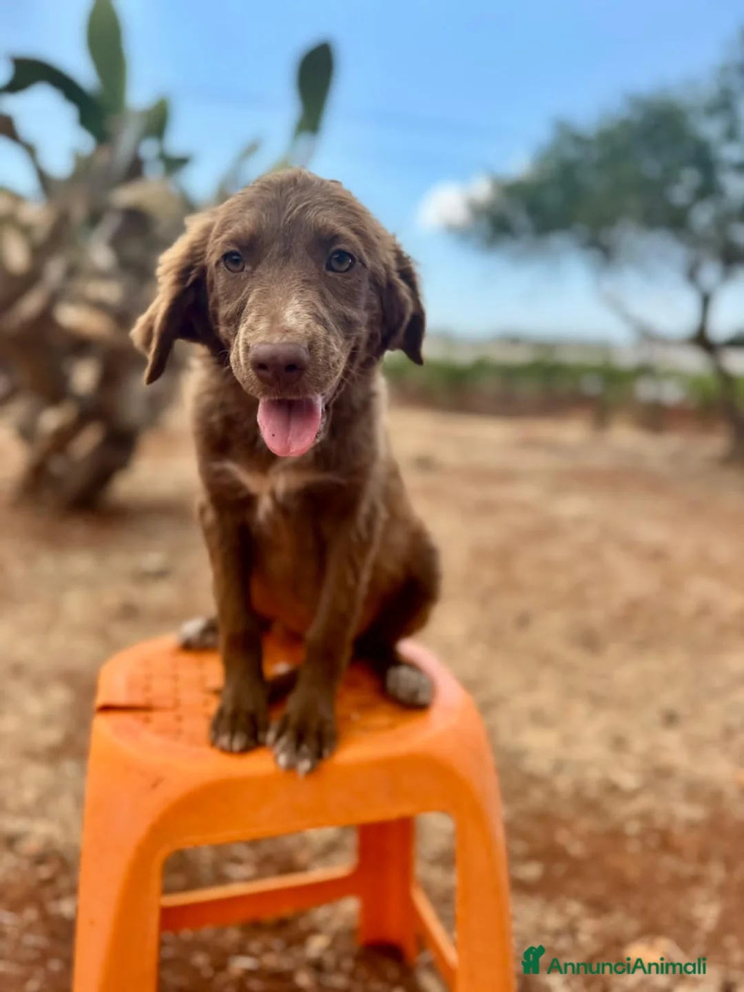 Meticcio cani in regalo: JUNE E MAGDA - Annuncio 2