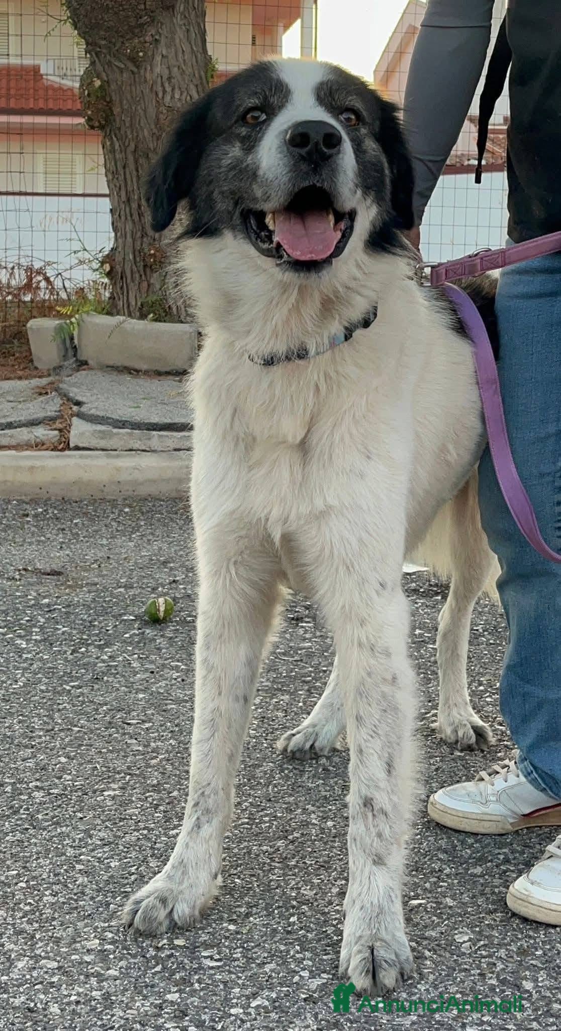 Pastore del Caucaso cani Aslan - Annuncio 1