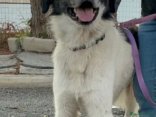 Pastore del Caucaso cani Aslan - Annuncio 5