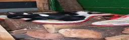 Europeo gatti in regalo: Cuccioli vivaci e dolcissimi cercano casa  - Annuncio 2