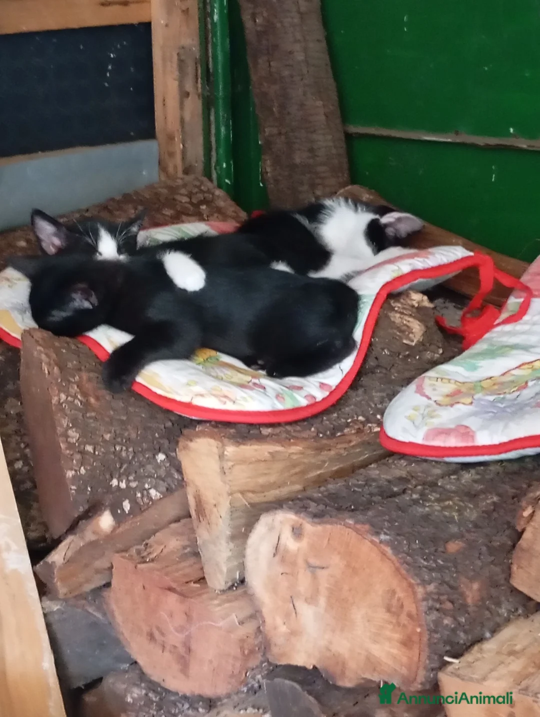 Europeo gatti in regalo: Cuccioli vivaci e dolcissimi cercano casa  - Annuncio 2