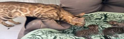 Meticcio gatti in vendita: Gattini Millefiori mix Bengal  - Annuncio 24