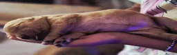 Golden Retriever cani in vendita: Allevamento professionale  cucciolata inglese - Annuncio 6