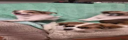 Pechinese cani in vendita: Cuccioli  - Annuncio 7
