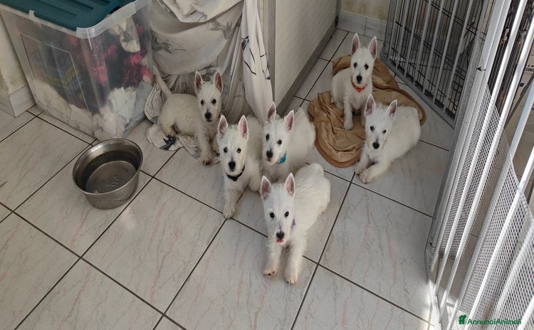 West Highland cani in vendita a Province of Vercelli - Annuncio 1