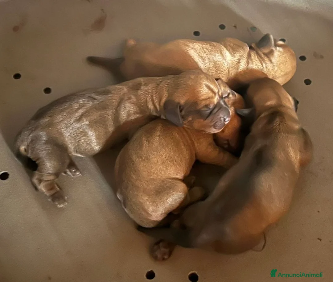 Immagine della galleria {{count}}