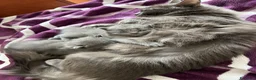 Altre razze gatti in vendita: Gattini Nebelung  - Annuncio 8
