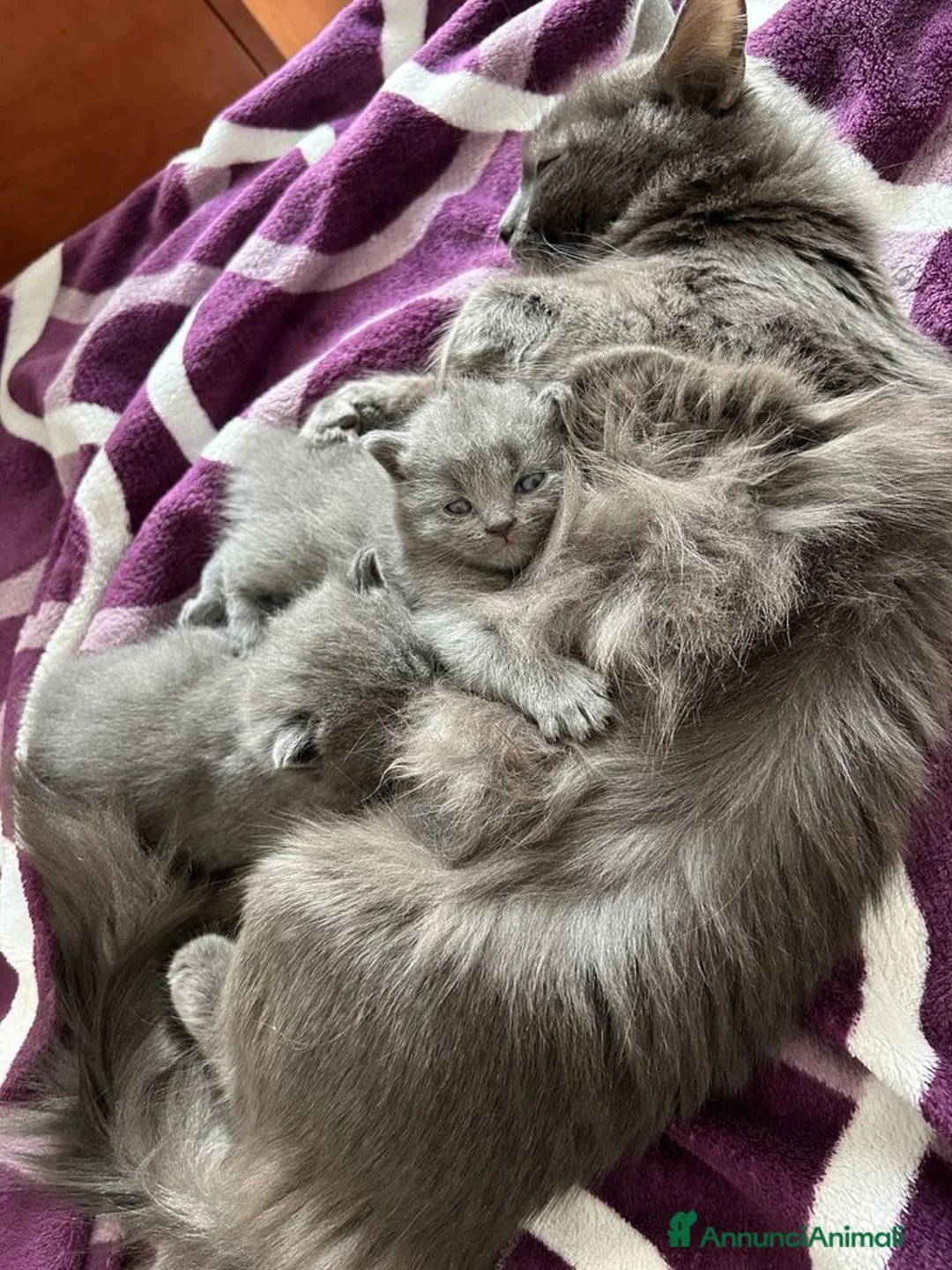 Altre razze gatti in vendita: Gattini Nebelung  - Annuncio 8