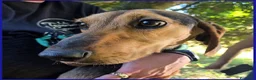 Meticcio cani in regalo: ETTO giovane segugetto - Annuncio 6