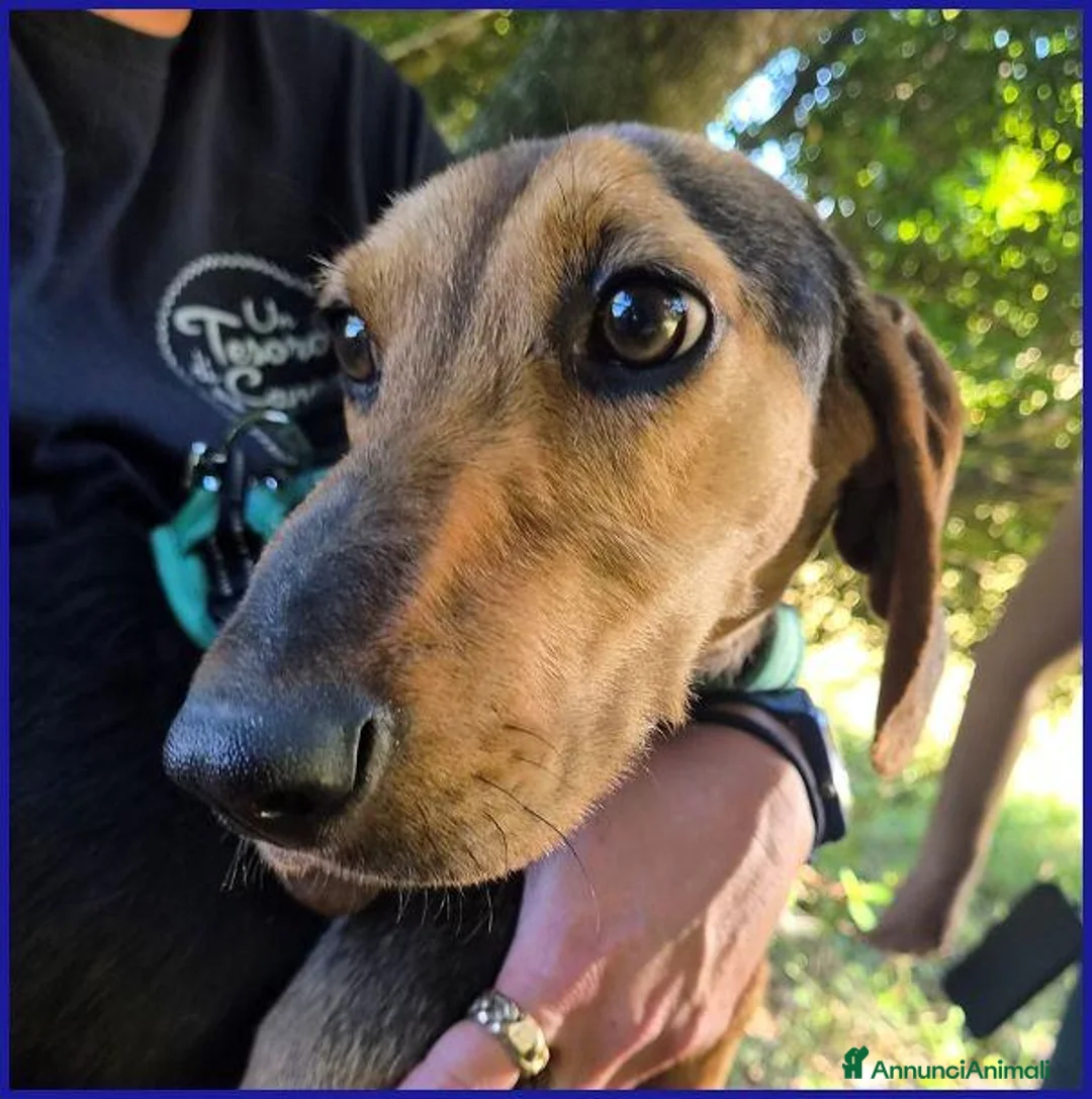 Meticcio cani in regalo: ETTO giovane segugetto - Annuncio 6