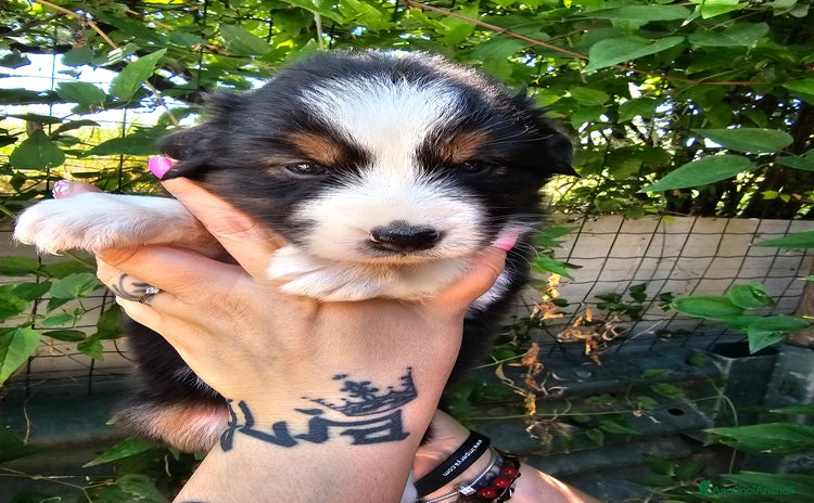 Australian Shepherd cani a Provincia di Asti - Annuncio 4