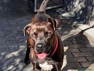 Meticcio cani NIGEL PIT - Annuncio 1