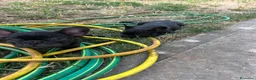 Bulldog Francese cani in vendita: bulldog francese nero tigrato  - Annuncio 12