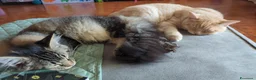 Scottish gatti in vendita: Schottish Paul  - Annuncio 3