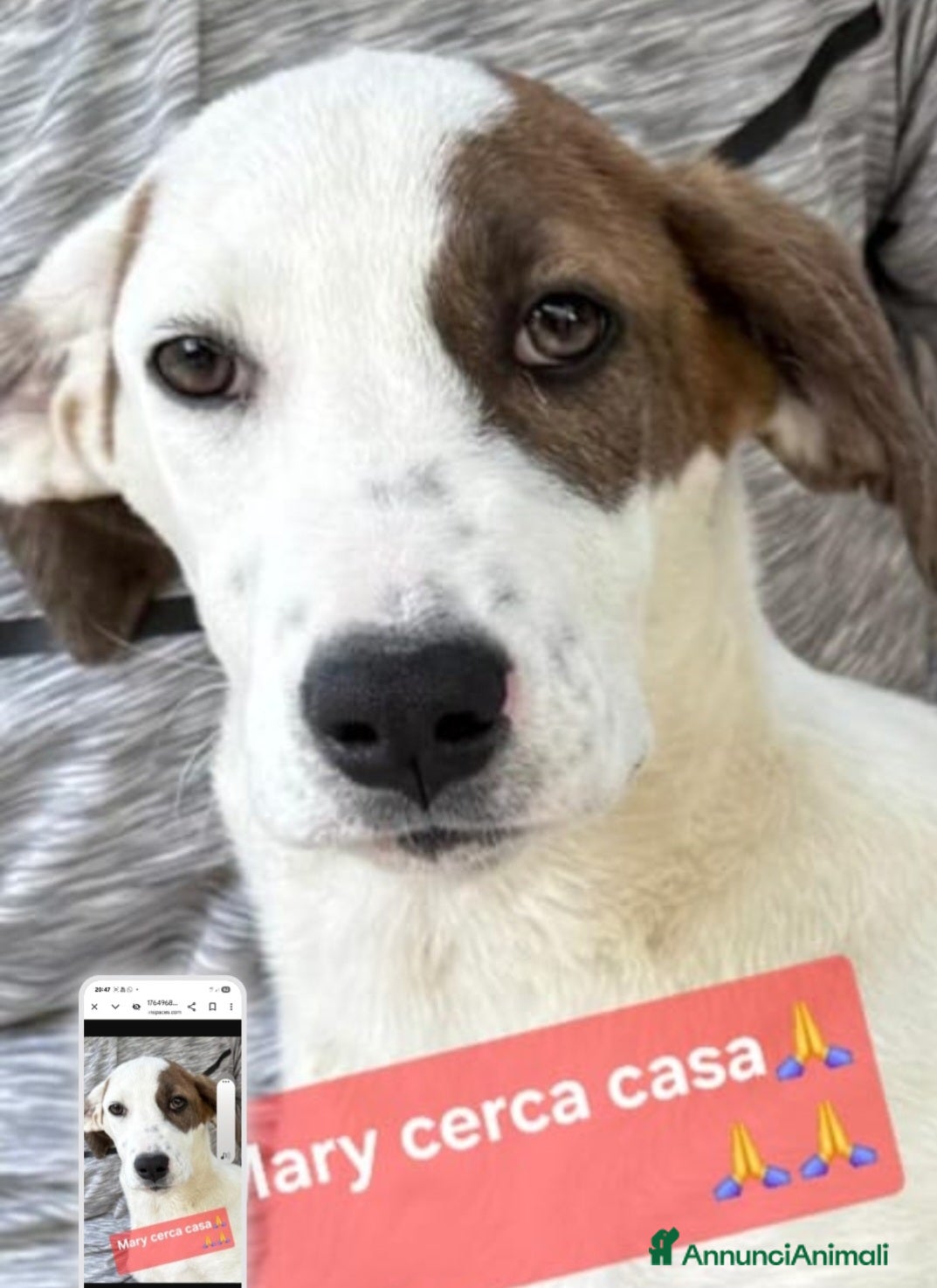 Meticcio cani Mary 9/10mesi,il fratello adottatoSOS CASA SICILIA - Annuncio 6