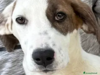 Meticcio cani Mary 9/10mesi,il fratello adottatoSOS CASA SICILIA - Annuncio 6