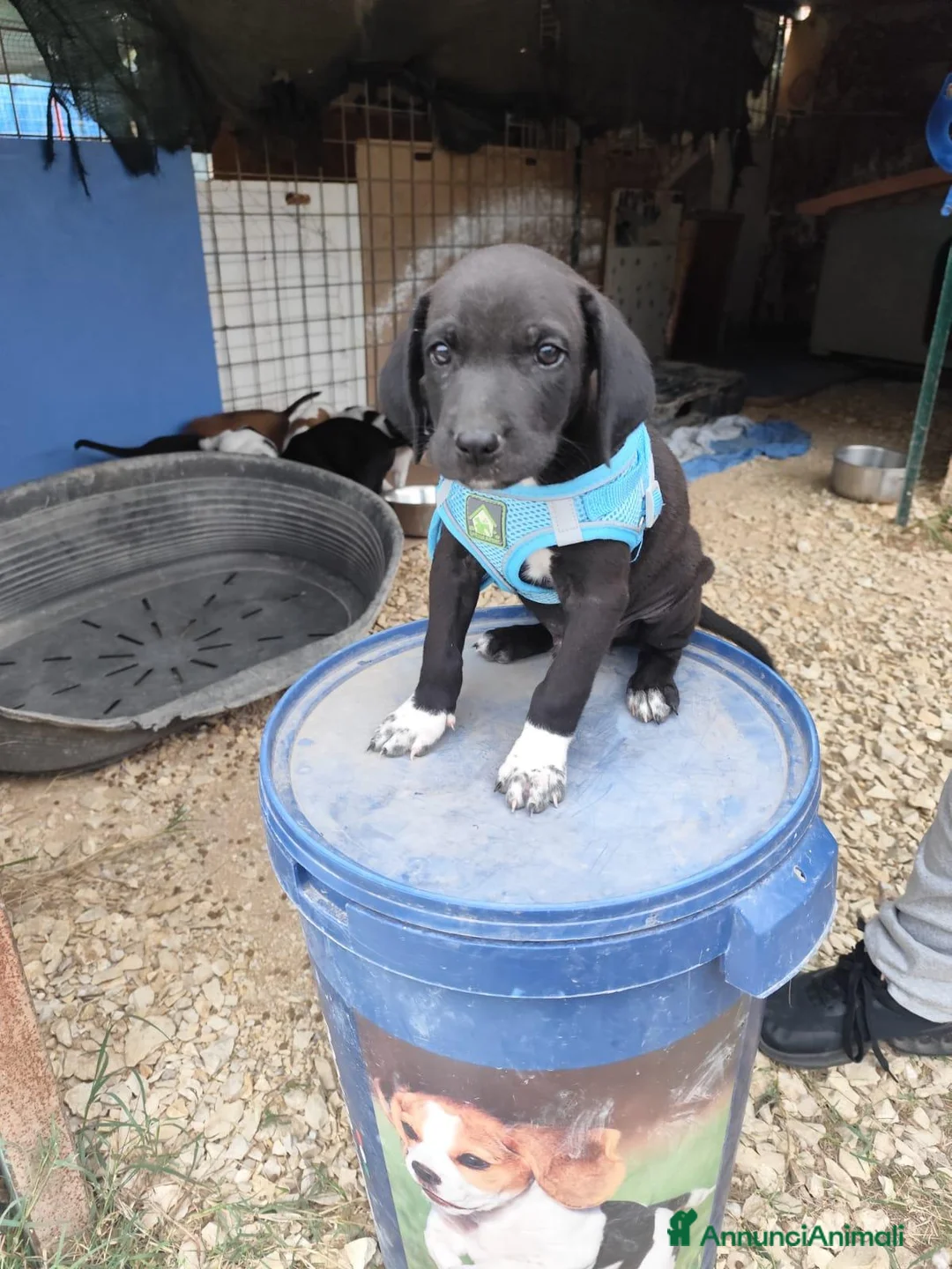 Meticcio cani in regalo: CUCCIOLI 2 mesi taglia media - Annuncio 29
