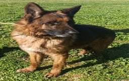 Pastore Tedesco cani in regalo: MIKE pastore tedesco educato e affettuoso a Provincia di Alessandria - Immagine 5