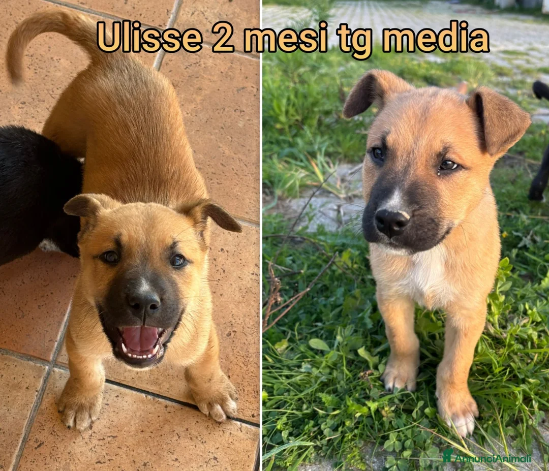 Meticcio cani in regalo: CUCCIOLI TENERISSIMI SENZA CASA  a Provincia di Modena - Annuncio 1