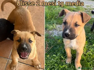 Meticcio cani CUCCIOLI TENERISSIMI SENZA CASA - Annuncio 1