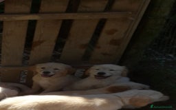 Golden Retriever cani in vendita: Carattere docile linea da lavoro inglese la mamma  a Provincia autonoma di Trento - Immagine 2