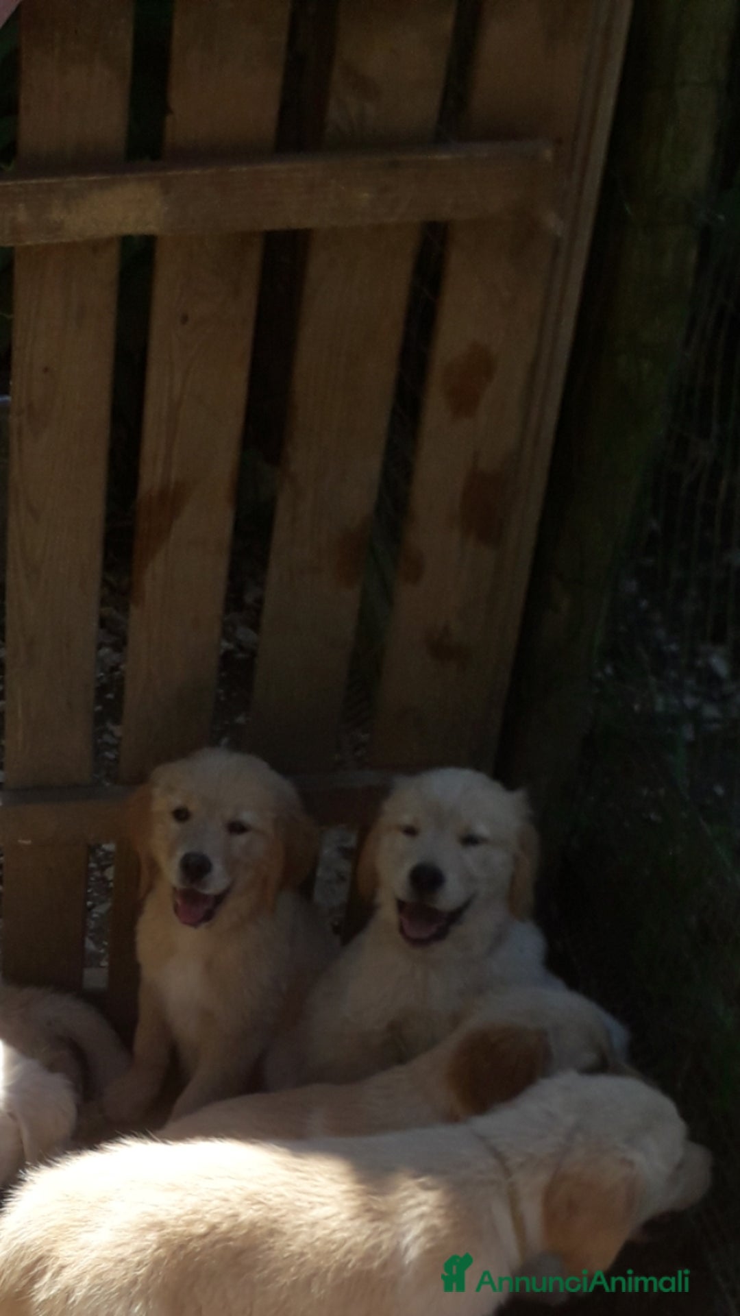 Golden Retriever cani in vendita: Carattere docile linea da lavoro inglese la mamma  a Provincia autonoma di Trento - Immagine 2