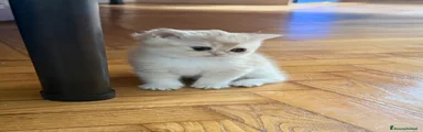 British Gattino 3