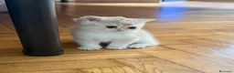 British gatti in vendita: British Golden  - Annuncio 7