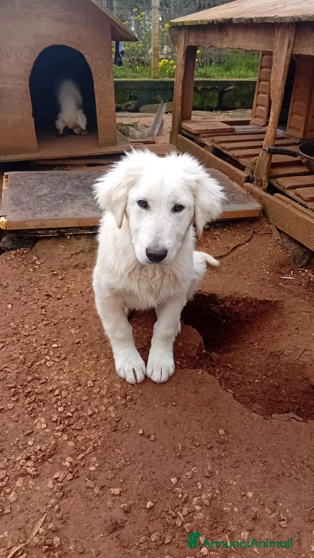 Altre razze cani in regalo: onda  - Annuncio 5