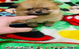 Volpino Pomerania cani in vendita: Volpino Pomerania Pedigree  a Provincia di Pavia - Immagine 1
