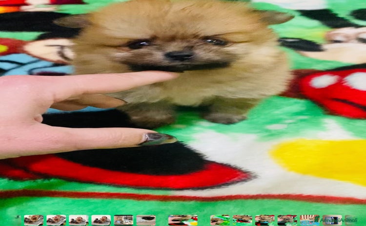 Volpino Pomerania cani a Provincia di Pavia - Annuncio 1