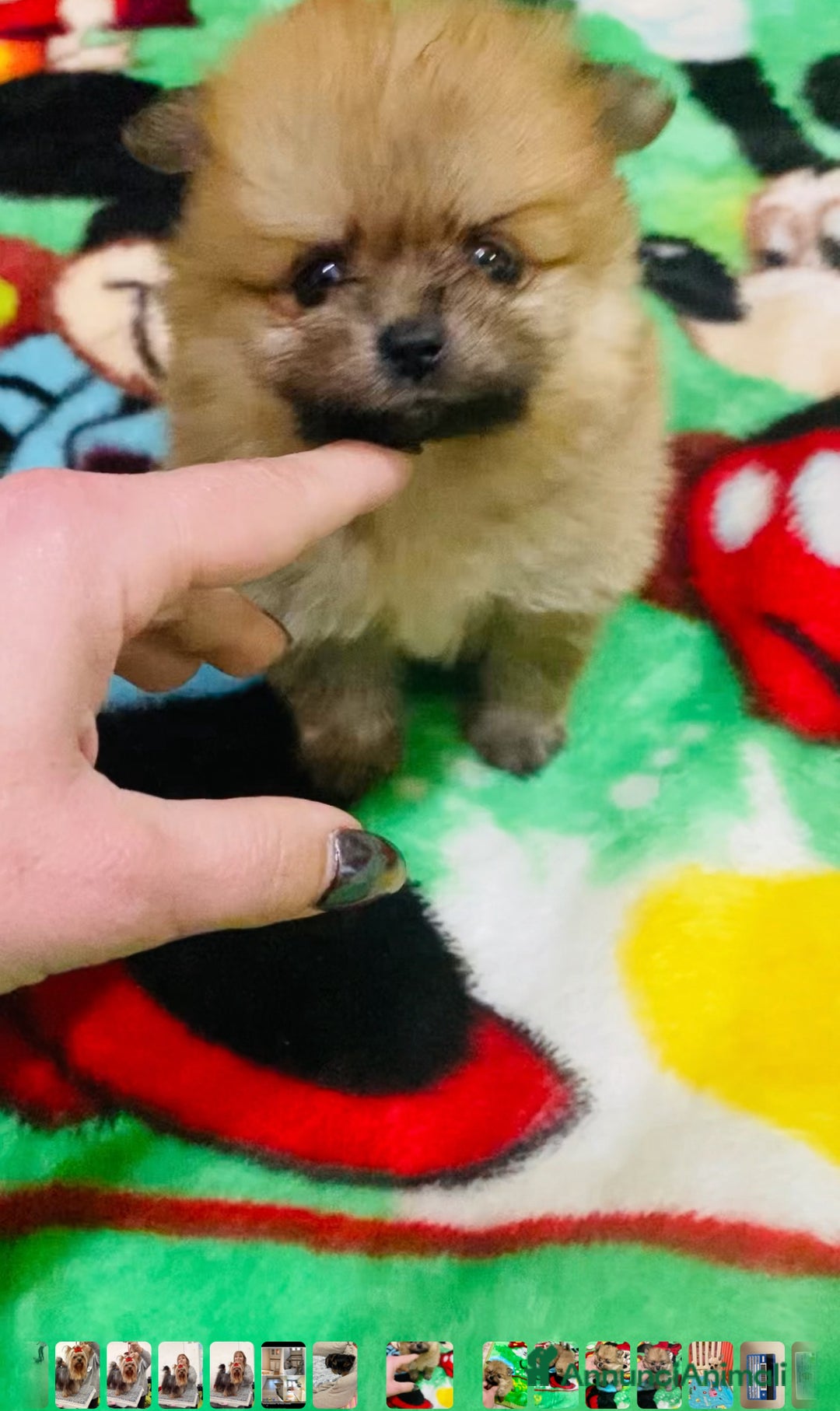 Volpino Pomerania cani in vendita: Volpino Pomerania Pedigree  a Provincia di Pavia - Immagine 1