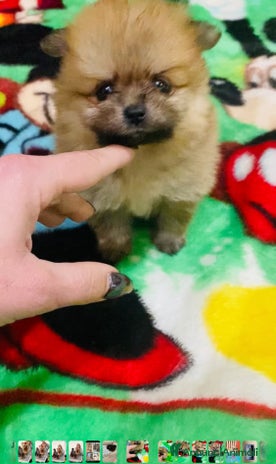 Volpino Pomerania cani Volpino Pomerania Pedigree a Provincia di Pavia - Annuncio 6