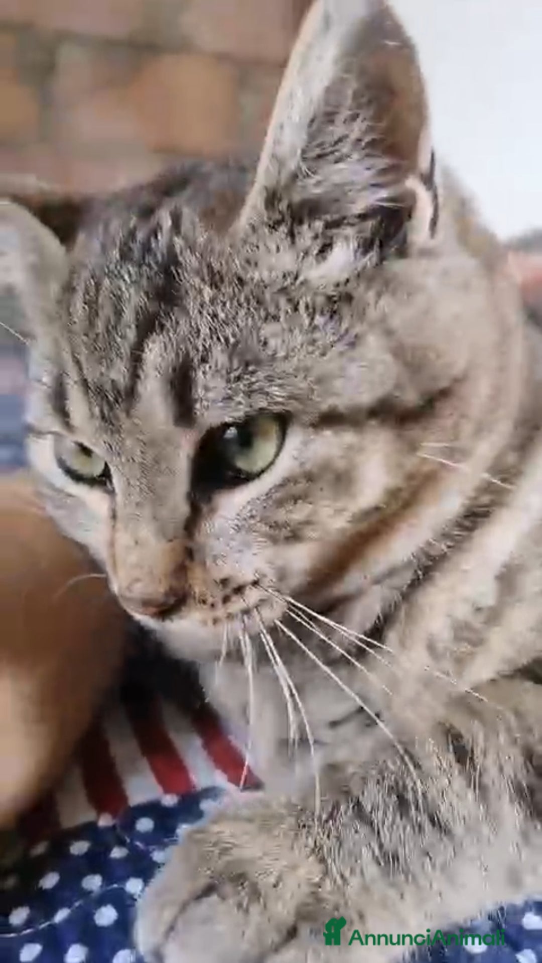 Altre razze gatti in regalo: GATTINI - Annuncio 5