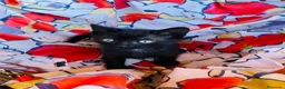 Europeo gatti in regalo: Gattini maschi e femmine  - Annuncio 6