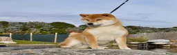 Shiba Inu cani in vendita: Cuccioli SHIBA INU  - Annuncio 5