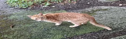 Meticcio gatti in regalo: Gatte randagie in adozione - Annuncio 3