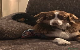 Australian Shepherd cani in vendita: PASTORE AUSTRALIANO a Città metropolitana di Milano - Immagine 1