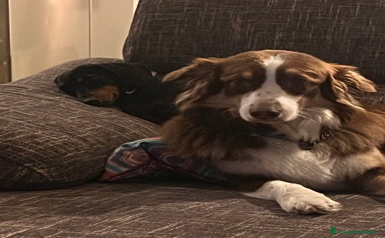 Australian Shepherd cani a Città metropolitana di Milano - Annuncio 13