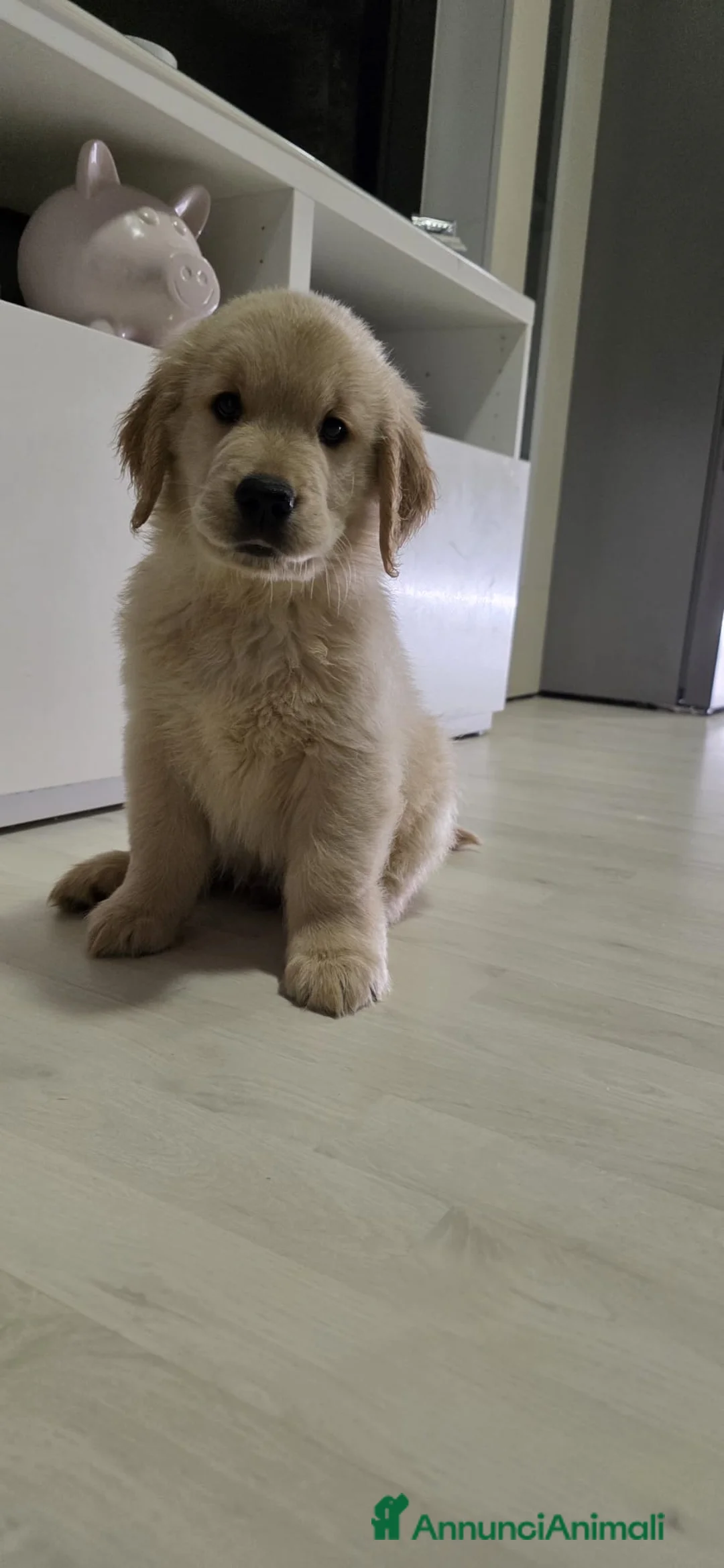 Golden Retriever cani in vendita: Golden Retriever americano  - Annuncio 6