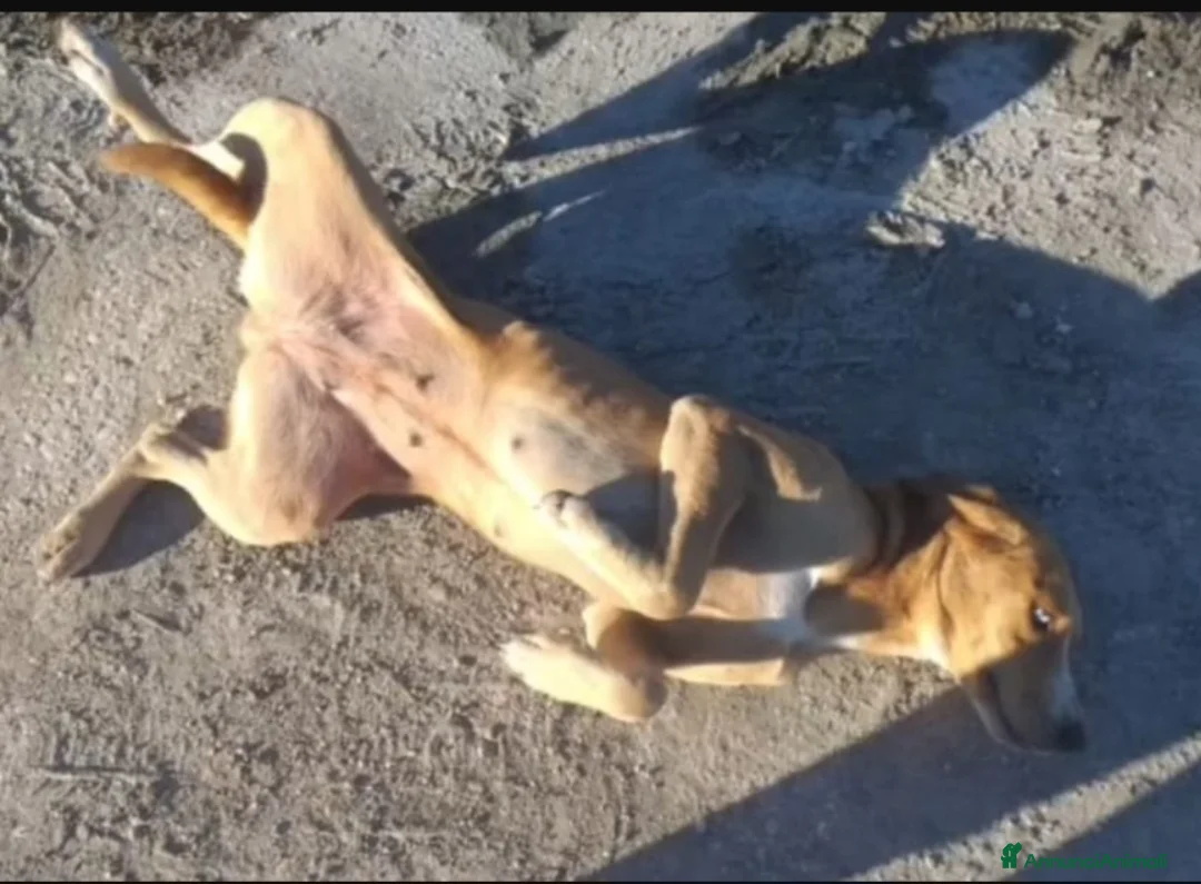 Meticcio cani in regalo: Livia 2anni tg media da salvare al +presto! - Annuncio 2