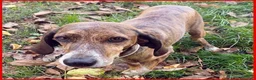 Segugio cani in regalo: SVITOL dolcissima e vivace - Annuncio 4