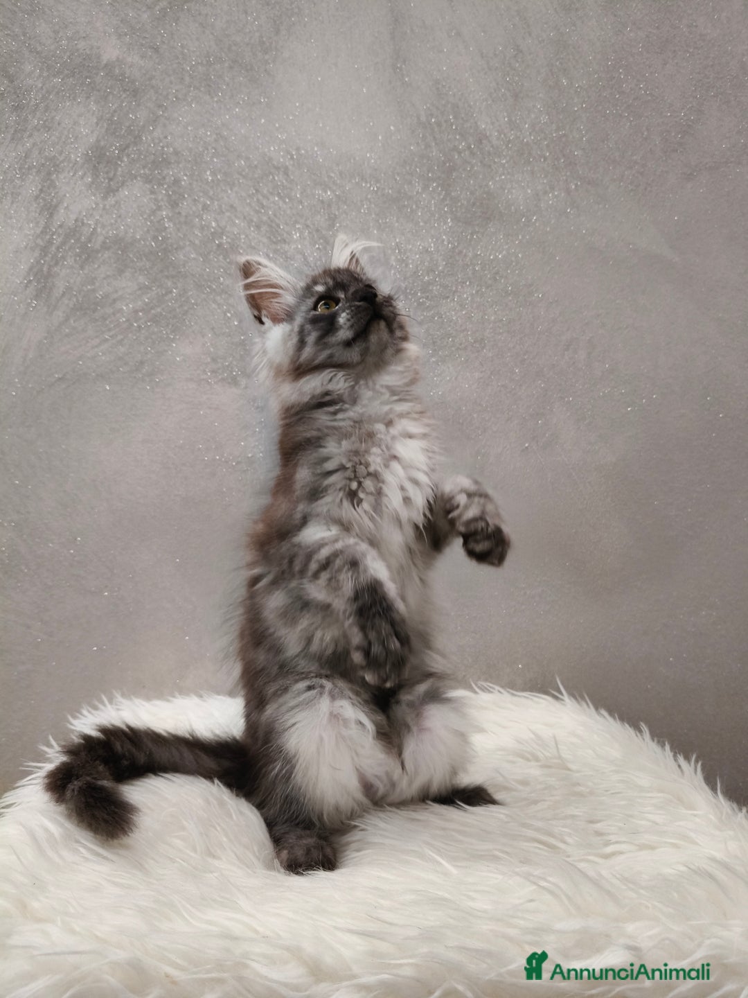 Maine Coon gatti in vendita: Cucciola Maine Coon Black Smoke  - Annuncio 6