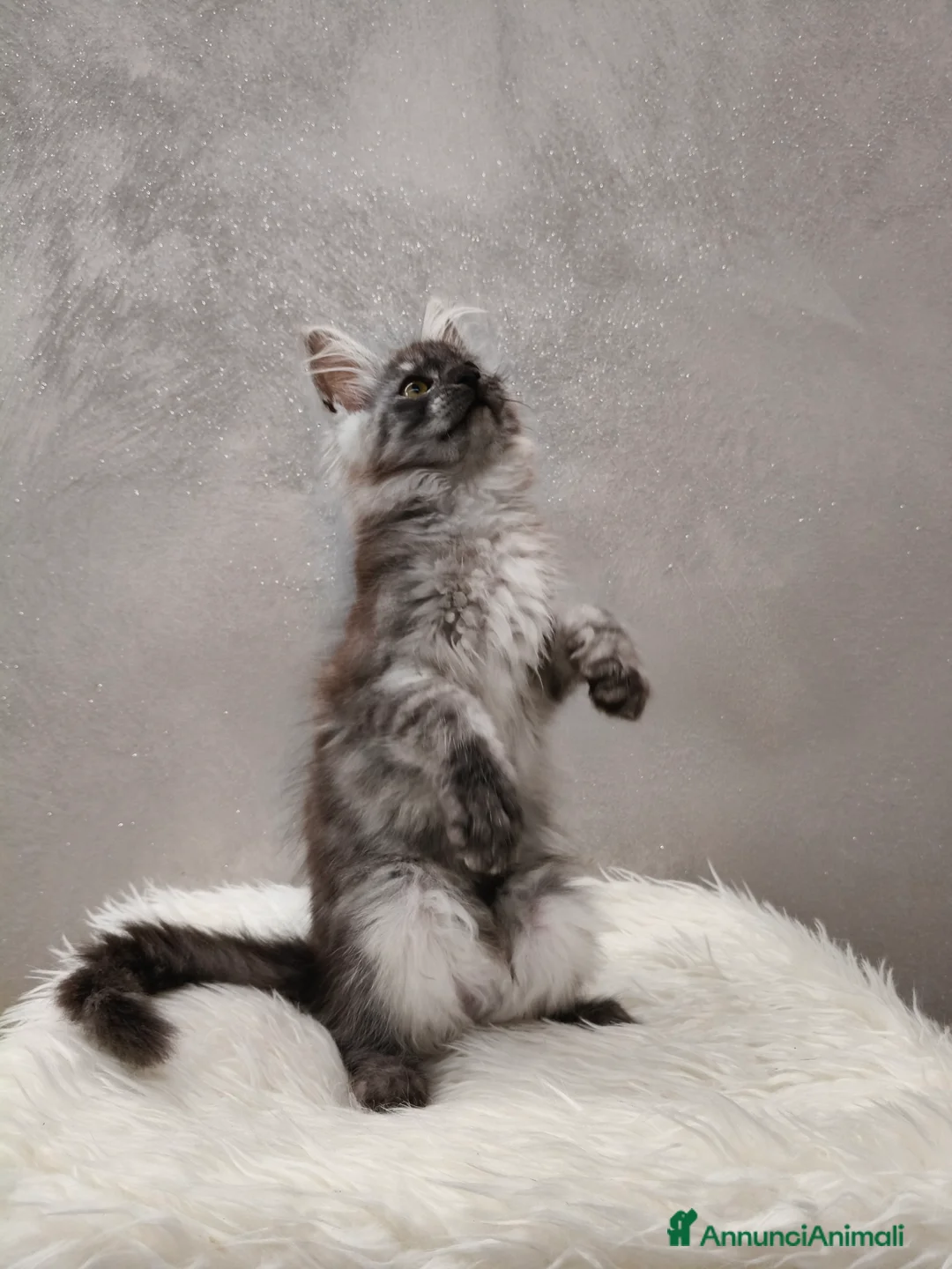 Maine Coon gatti in vendita: Cucciola Maine Coon Black Smoke  - Annuncio 6