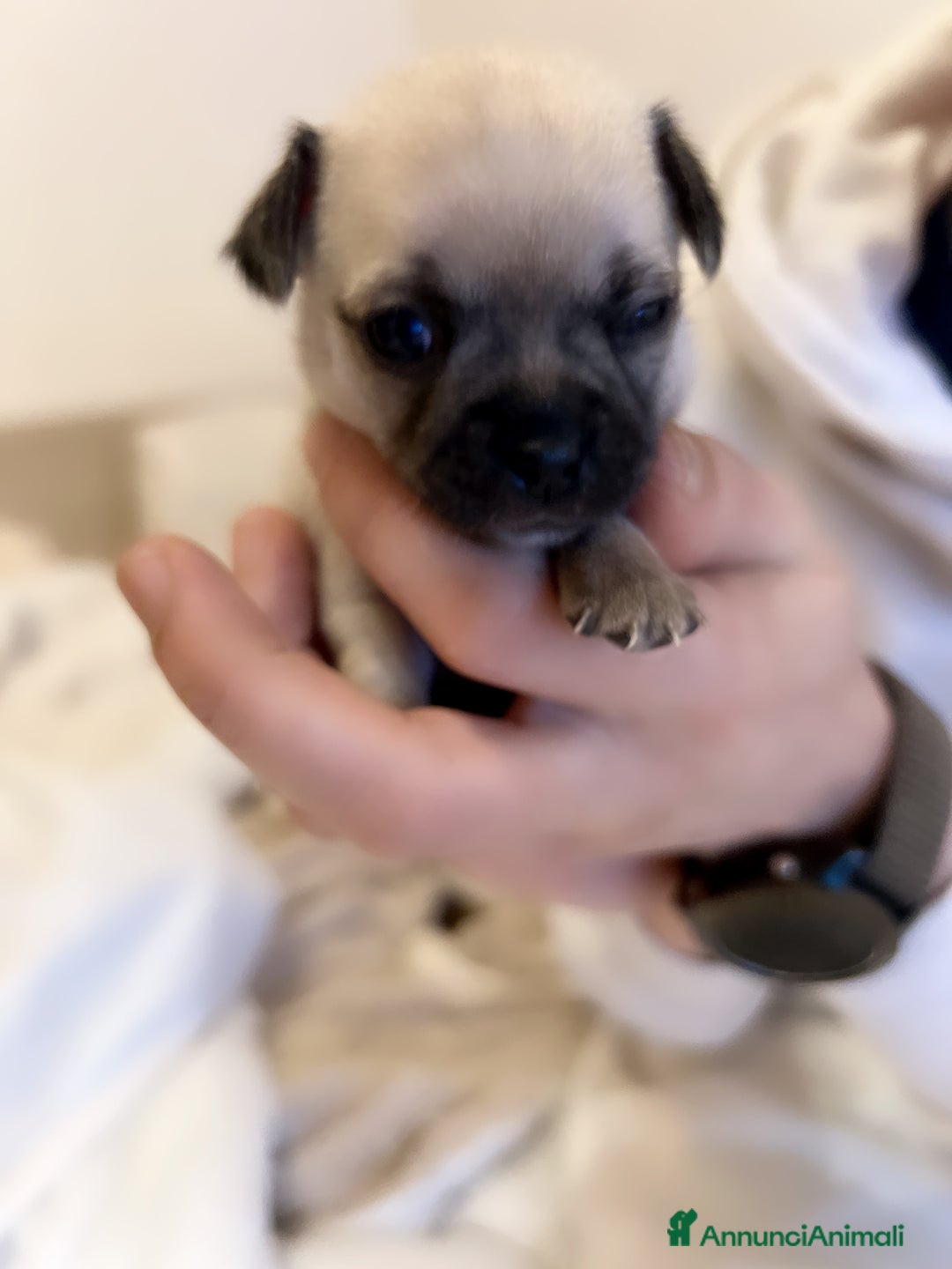 Chihuahua cani in vendita: Chihuahua  - Annuncio 4