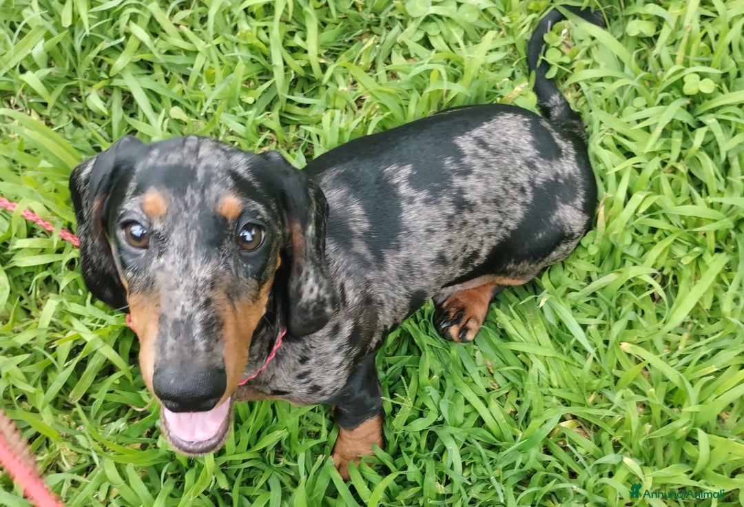 Bassotto cani in vendita: Bassotto tedesco nano pelo corto a Città metropolitana di Roma Capitale - Immagine 7