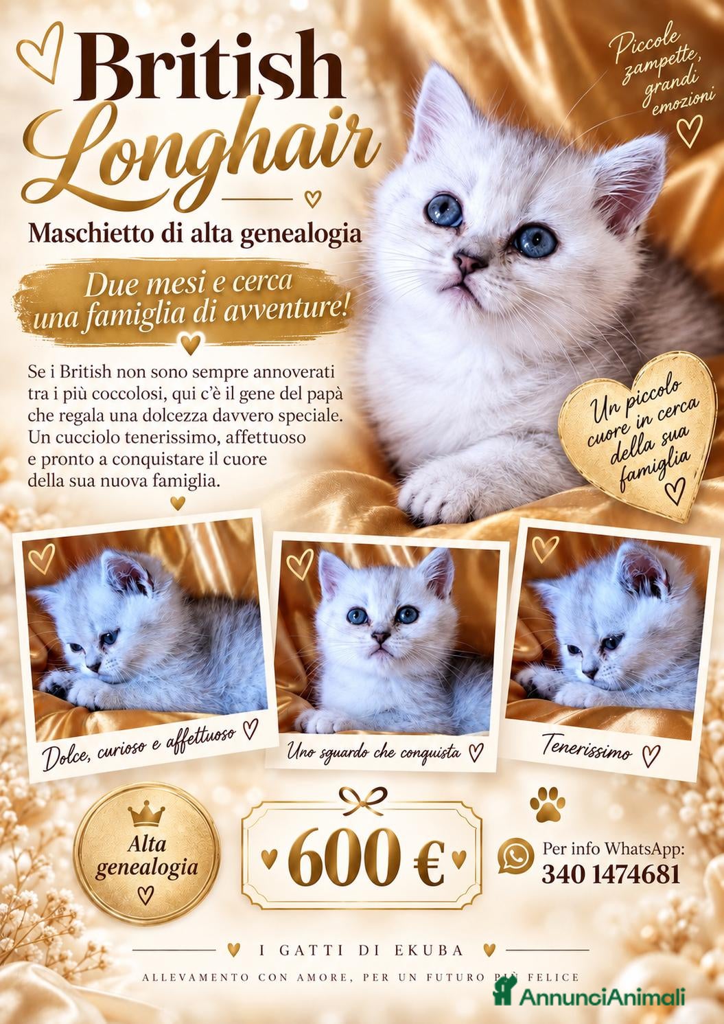 British gatti British dolcissimo, alta genealogia KIT REGALO - Annuncio 3
